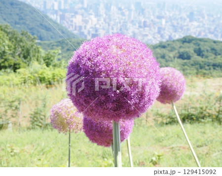 まんまるなアリウム・ギガンチウムの花 129415092