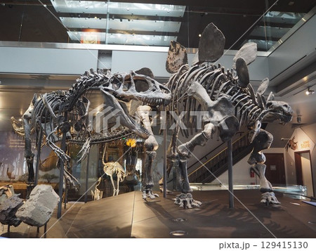 ロサンゼルス自然史博物館の迫力恐竜骨格展示 129415130