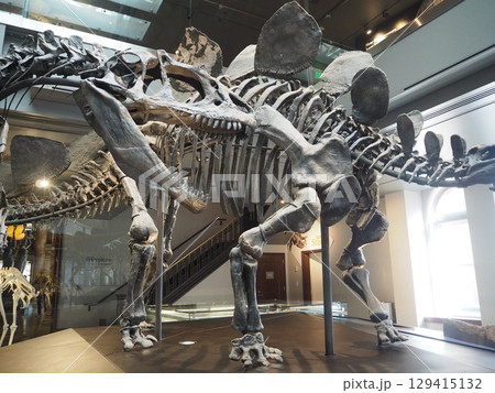 ロサンゼルス自然史博物館の迫力恐竜骨格展示 129415132