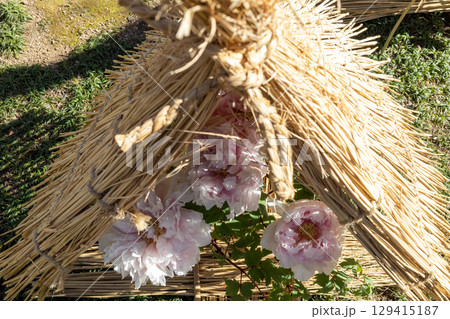冬ぼたんのある冬の風景 129415187