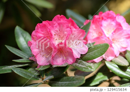 シャクナゲの花 ヨコハマ シャクナゲの花 ヨコハマ 129415634