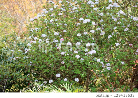 爽やか　ビバーナムの花 129415635