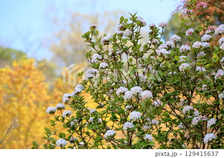 爽やか ビバーナムの花 爽やか ビバーナムの花 129415637
