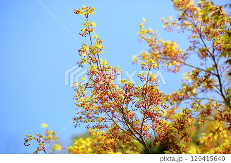可愛い カエデの新芽 可愛い カエデの新芽 129415640
