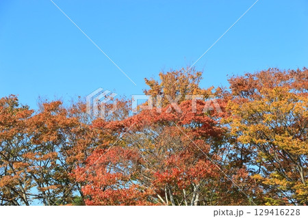 雑木林の紅葉 雑木林の紅葉 129416228