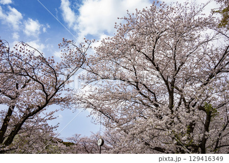 桜 129416349