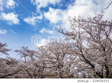 桜 129416355