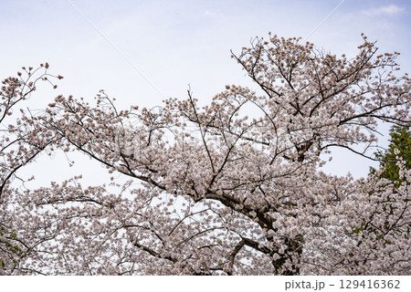桜 桜 129416362