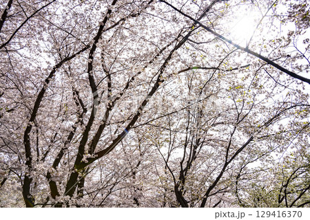 桜 129416370