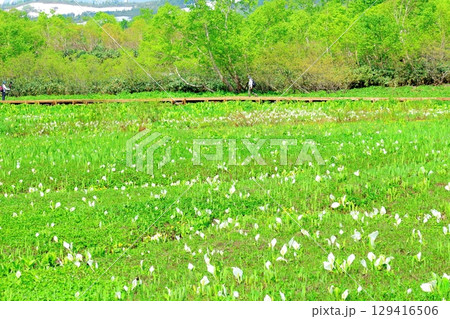 6月の栂池自然園　　　春の栂池自然園　　　信州の自然　　　信州の景色 129416506