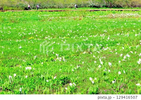 6月の栂池自然園　　　春の栂池自然園　　　信州の自然　　　信州の景色 129416507