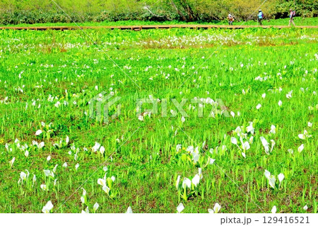 6月の栂池自然園　　　春の栂池自然園　　　信州の自然　　　信州の景色 129416521