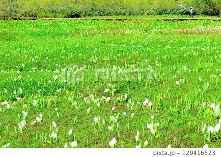 6月の栂池自然園 春の栂池自然園 信州の自然 信州の景色 6月の栂池自然園 春の栂池自然園 信州の自然 信州の景色 129416523