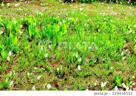 6月の栂池自然園　　　春の栂池自然園　　　信州の自然　　　信州の景色 129416552