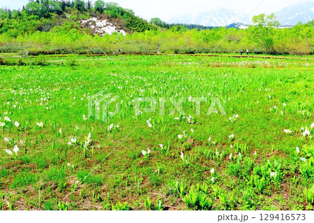 6月の栂池自然園　　　春の栂池自然園　　　信州の自然　　　信州の景色 129416573