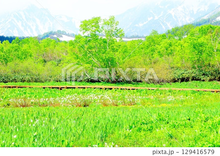 6月の栂池自然園　　　春の栂池自然園　　　信州の自然　　　信州の景色 129416579
