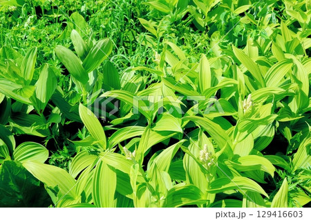 6月の栂池自然園　　　春の栂池自然園　　　信州の自然　　　信州の景色 129416603