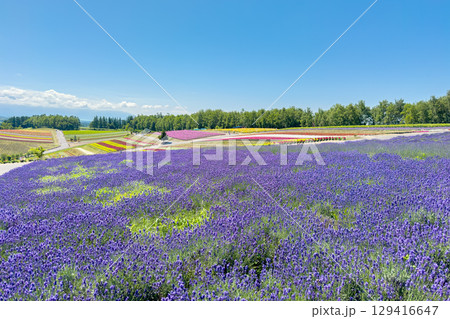 四季彩の丘 (北海道　7月) 129416647