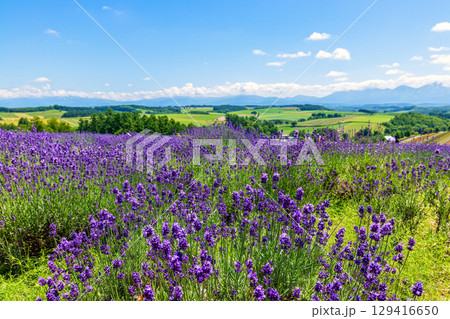 四季彩の丘 (北海道　7月) 129416650