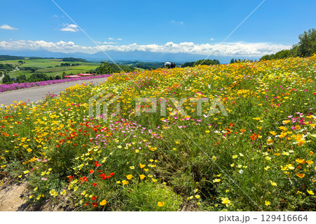 四季彩の丘 (北海道　7月) 129416664
