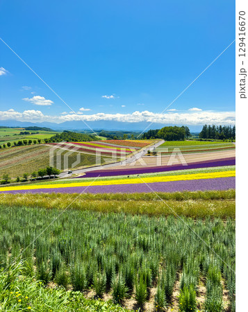 四季彩の丘 (北海道　7月) 129416670