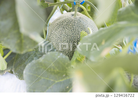 ハウス栽培のメロンイメージ 129416722