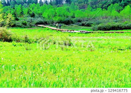 6月の栂池自然園　　　春の栂池自然園　　　信州の自然　　　信州の景色 129416775