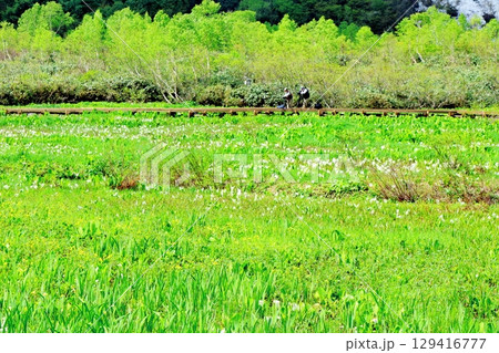 6月の栂池自然園　　　春の栂池自然園　　　信州の自然　　　信州の景色 129416777