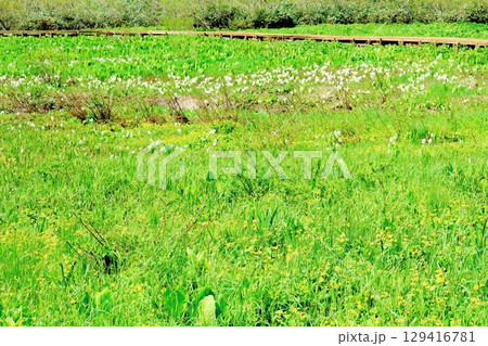 6月の栂池自然園 春の栂池自然園 信州の自然 信州の景色 6月の栂池自然園 春の栂池自然園 信州の自然 信州の景色 129416781