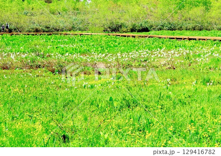 6月の栂池自然園 春の栂池自然園 信州の自然 信州の景色 6月の栂池自然園 春の栂池自然園 信州の自然 信州の景色 129416782