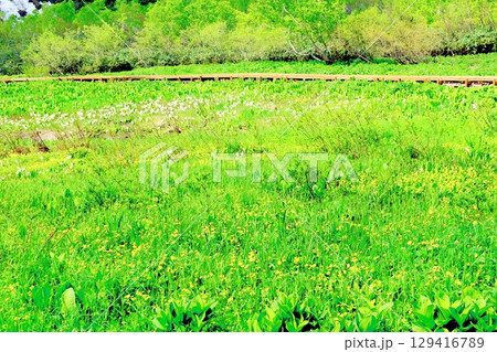 6月の栂池自然園　　　春の栂池自然園　　　信州の自然　　　信州の景色 129416789