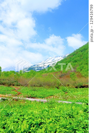 6月の栂池自然園　　　春の栂池自然園　　　信州の自然　　　信州の景色 129416799