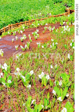 6月の栂池自然園　　　春の栂池自然園　　　信州の自然　　　信州の景色 129416820