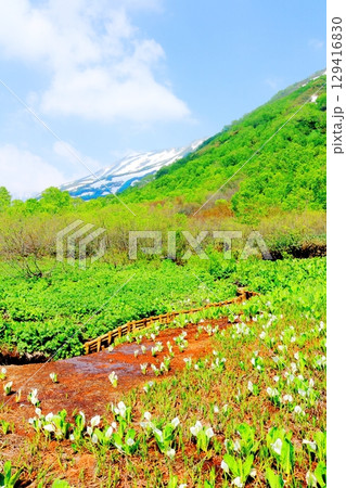 6月の栂池自然園 春の栂池自然園 信州の自然 信州の景色 6月の栂池自然園 春の栂池自然園 信州の自然 信州の景色 129416830