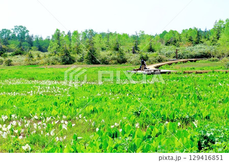6月の栂池自然園　　　春の栂池自然園　　　信州の自然　　　信州の景色 129416851