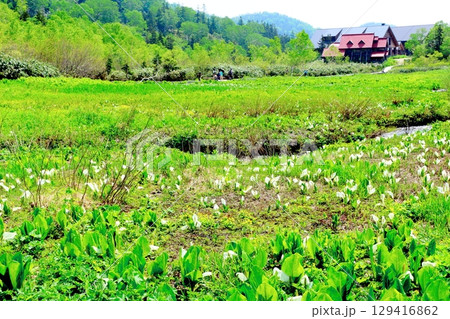 6月の栂池自然園 春の栂池自然園 信州の自然 信州の景色 6月の栂池自然園 春の栂池自然園 信州の自然 信州の景色 129416862