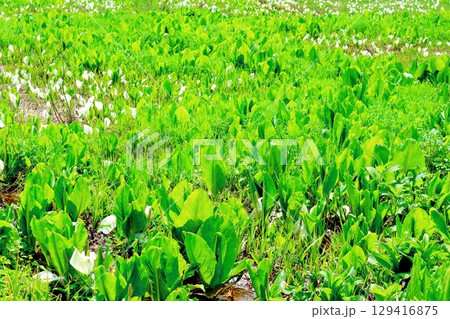 6月の栂池自然園　　　春の栂池自然園　　　信州の自然　　　信州の景色 129416875