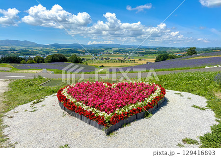 日の出公園展望台 (北海道 7月) 日の出公園展望台 (北海道 7月) 129416893