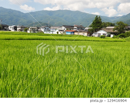 夏の田んぼと住宅地の家屋 129416904