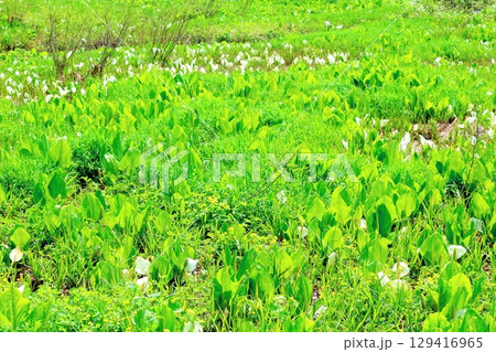 6月の栂池自然園 春の栂池自然園 信州の自然 信州の景色 6月の栂池自然園 春の栂池自然園 信州の自然 信州の景色 129416965