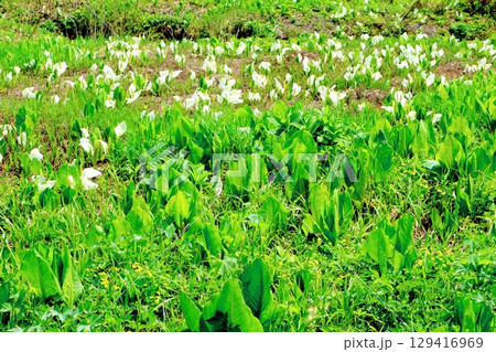 6月の栂池自然園　　　春の栂池自然園　　　信州の自然　　　信州の景色 129416969
