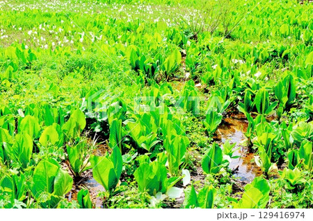 6月の栂池自然園　　　春の栂池自然園　　　信州の自然　　　信州の景色 129416974