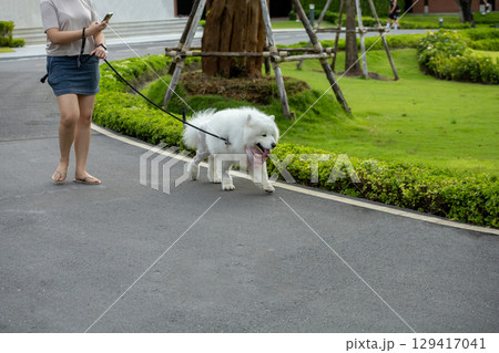 People walking with dog in the park 129417041