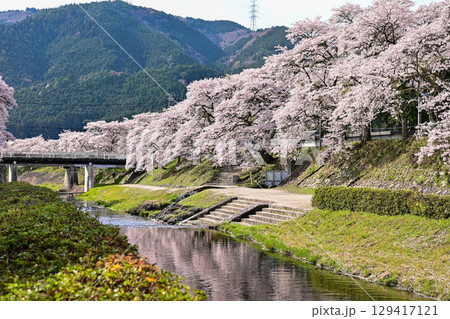 【滋賀】鮎河千本桜、きれいな清流 うぐい川沿いに咲く、桜並木がとても綺麗でした。 【滋賀】鮎河千本桜、きれいな清流 うぐい川沿いに咲く、桜並木がとても綺麗でした。 129417121