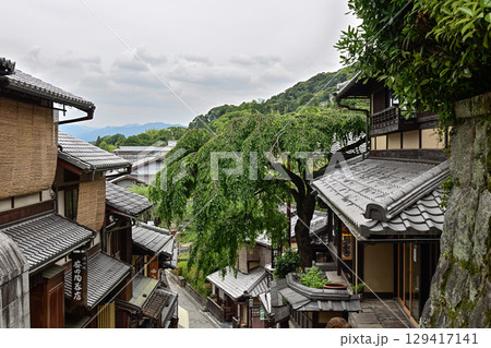 三寧坂　あけぼの亭　新緑の糸桜 129417141
