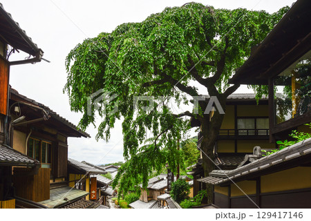 三寧坂 あけぼの亭 新緑の糸桜 三寧坂 あけぼの亭 新緑の糸桜 129417146