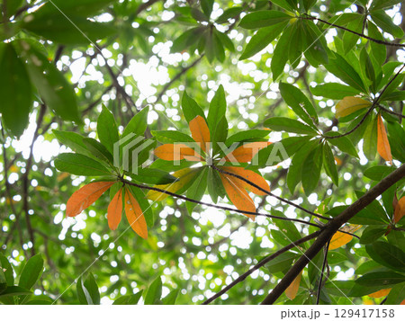 ホルトノキの赤い葉と緑の葉 ホルトノキの赤い葉と緑の葉 129417158