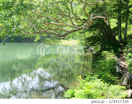 弥陀が池湖畔の道とダケカンバ 弥陀が池湖畔の道とダケカンバ 129417184