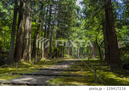 平泉寺白山神社 平泉寺白山神社 129417216