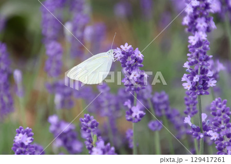 モンシロチョウとラベンダー（北海道・美瑛町） 129417261